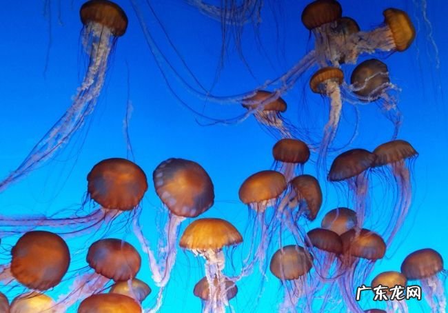 世界十大最美水母 看起来美丽而又危险
