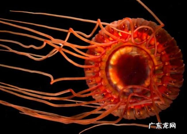 世界十大最美水母 看起来美丽而又危险