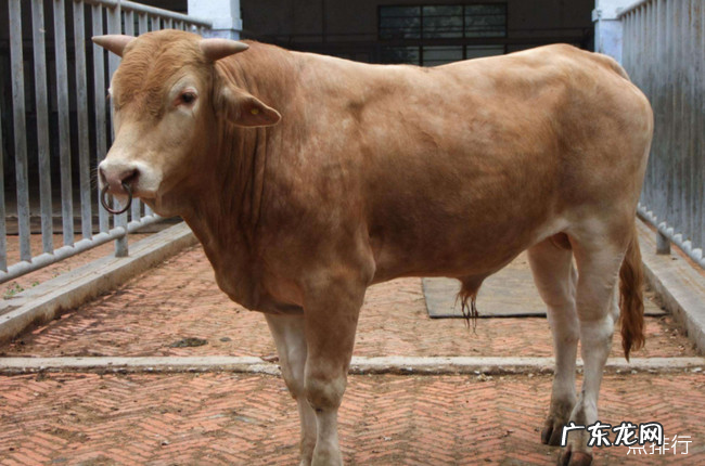中国五大良种黄牛品种 黄牛哪个品种最好