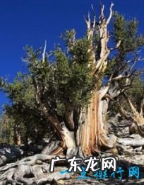 世界上十大最古老的树排行 最久的存在8万年前