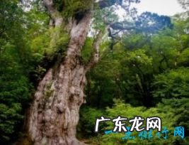 世界上十大最古老的树排行 最久的存在8万年前