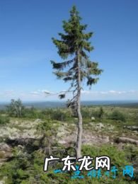 世界上十大最古老的树排行 最久的存在8万年前