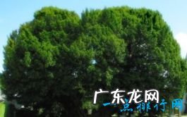 世界上十大最古老的树排行 最久的存在8万年前