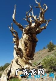 世界上十大最古老的树排行 最久的存在8万年前