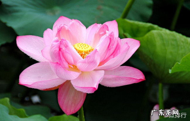 水生植物有哪些 常见的水生植物及名称