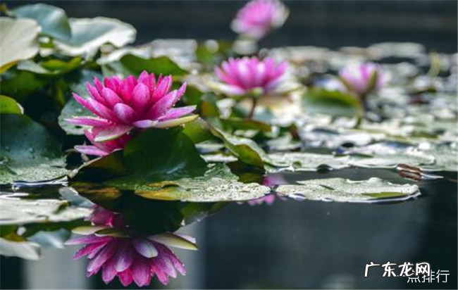 水生植物有哪些 常见的水生植物及名称