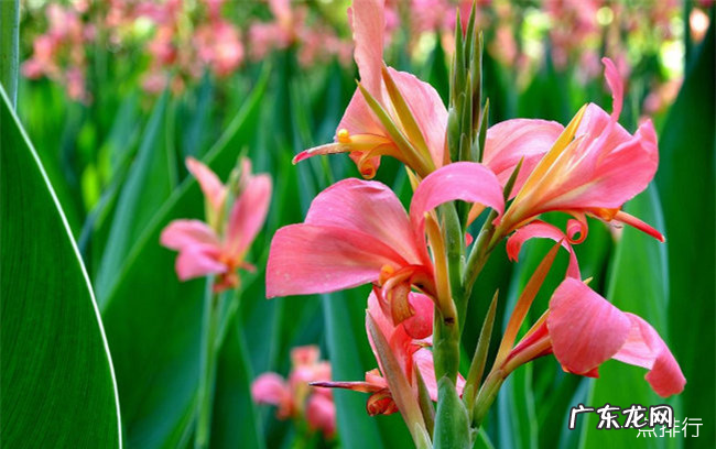 水生植物有哪些 常见的水生植物及名称