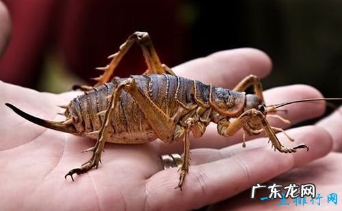 世界十大最恐怖的昆虫 以色列金蝎位居榜首