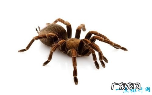 世界十大最恐怖的昆虫 以色列金蝎位居榜首