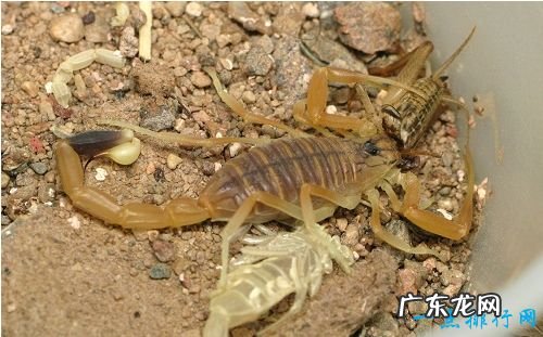 世界十大最恐怖的昆虫 以色列金蝎位居榜首