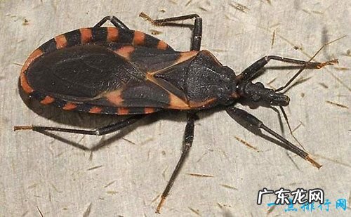 世界十大最恐怖的昆虫 以色列金蝎位居榜首