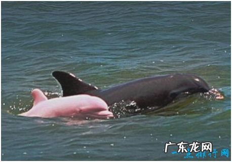 世界上最美的海豚,粉红瓶鼻海豚身体呈非常漂亮的粉红色