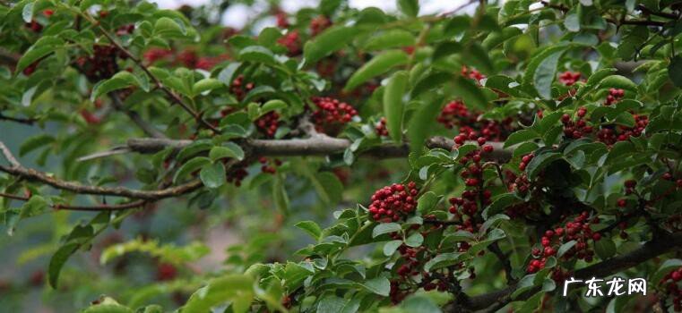 农村的花椒树怎么种