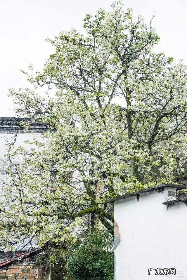 清明时节,思念故人的诗词和自己有感而发的句子分享下?