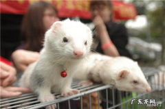 最好养的宠物排行 什么宠物好养又干净