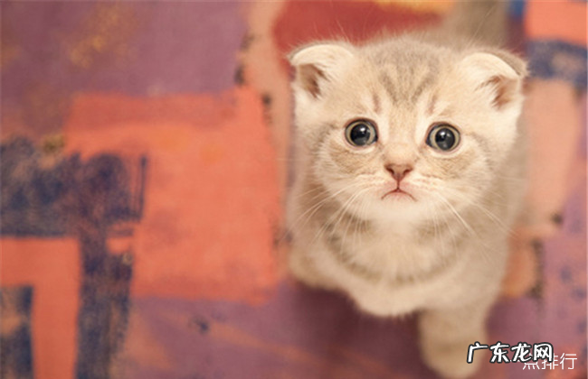 最好养的宠物排行 什么宠物好养又干净