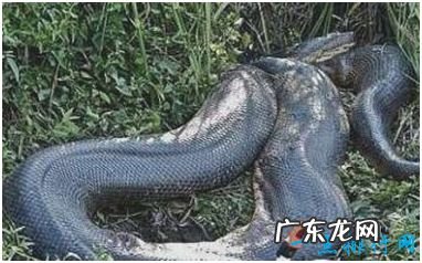 史上最大的蛇,泰坦蟒平均体长达12米,重逾1吨