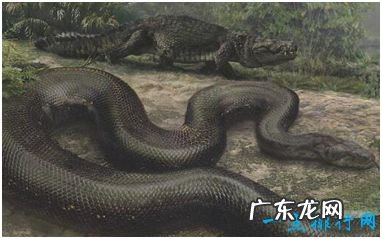 史上最大的蛇,泰坦蟒平均体长达12米,重逾1吨