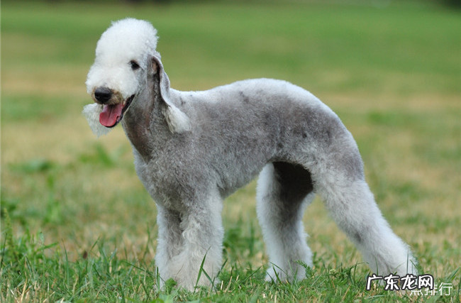 世界十大最搞笑的狗狗 斗牛梗仅排倒数第二