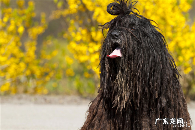 世界十大最搞笑的狗狗 斗牛梗仅排倒数第二