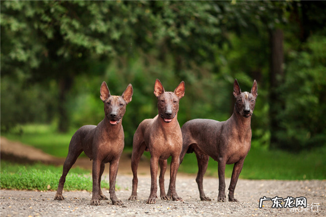 世界十大最搞笑的狗狗 斗牛梗仅排倒数第二