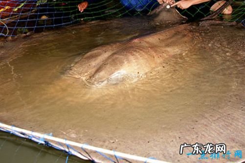 十大史前巨兽 顶级掠食动物巨齿鲨