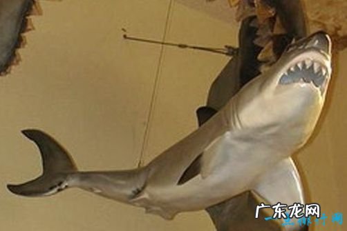 十大史前巨兽 顶级掠食动物巨齿鲨