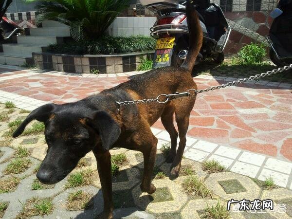 狗会背叛它的主人吗?为什么?