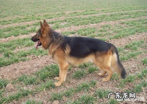 狗会背叛它的主人吗?为什么?