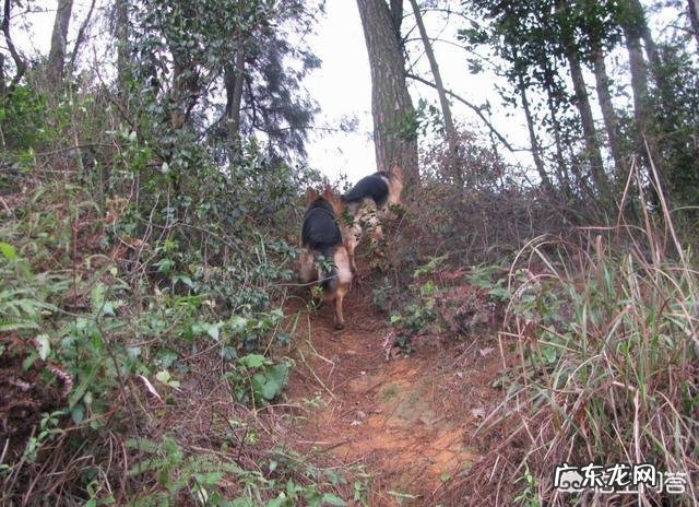 狗会背叛它的主人吗?为什么?