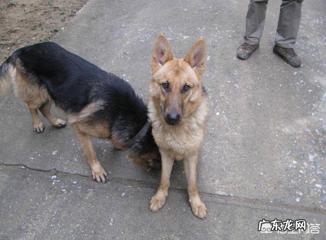 狗会背叛它的主人吗?为什么?