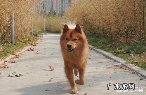 狗会背叛它的主人吗?为什么?