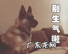 狗会背叛它的主人吗?为什么?