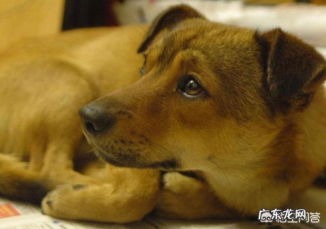 狗会背叛它的主人吗?为什么?