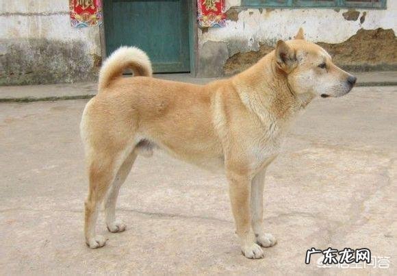 狗会背叛它的主人吗?为什么?