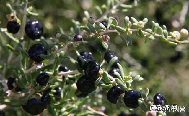 黑枸杞泡水喝,需要注意哪些问题呢?