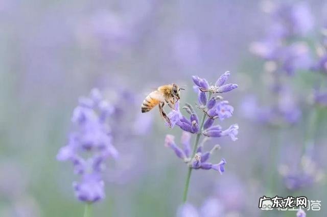 如何指导小学生作文审题立意的技巧?