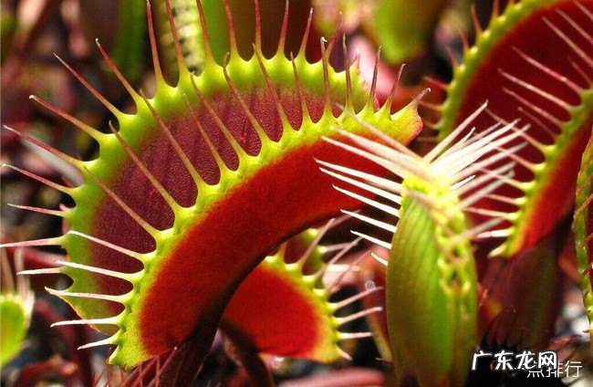 有趣的植物有哪些 世界上最有趣的植物排行榜