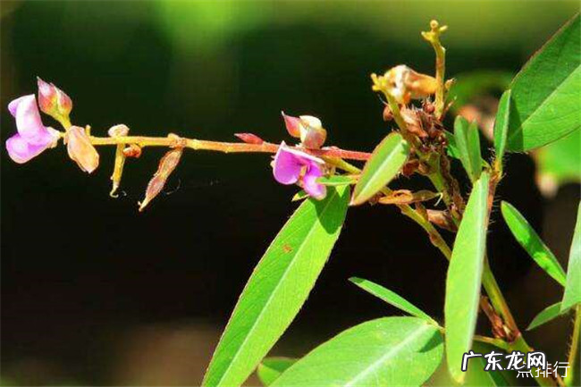 有趣的植物有哪些 世界上最有趣的植物排行榜