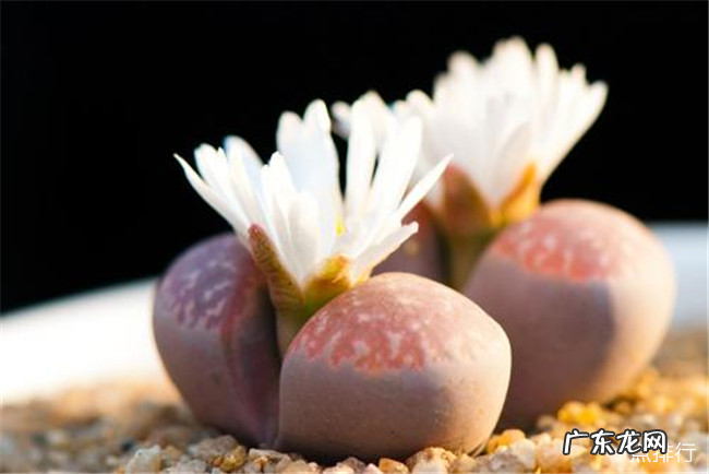 有趣的植物有哪些 世界上最有趣的植物排行榜