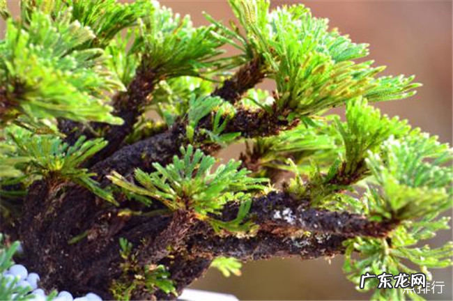 有趣的植物有哪些 世界上最有趣的植物排行榜