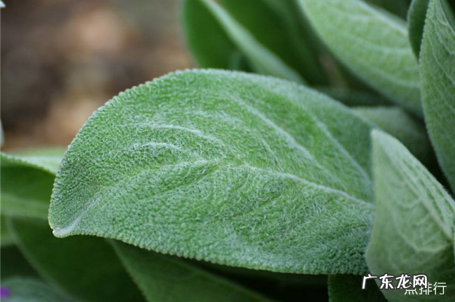 有趣的植物有哪些 世界上最有趣的植物排行榜