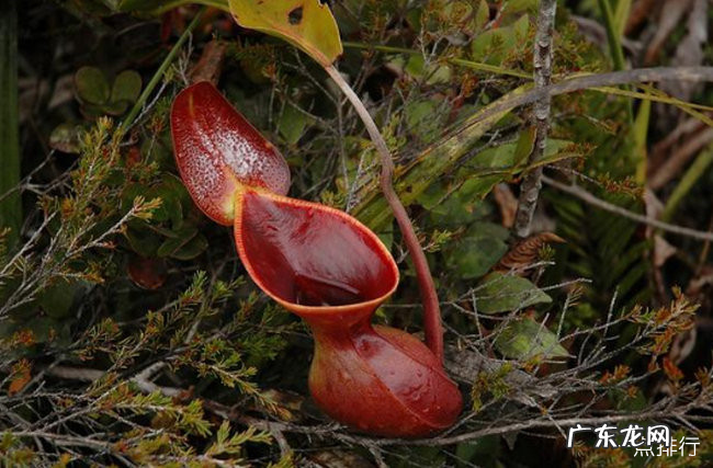 有趣的植物有哪些 世界上最有趣的植物排行榜