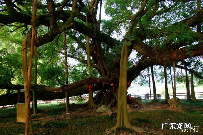 有趣的植物有哪些 世界上最有趣的植物排行榜