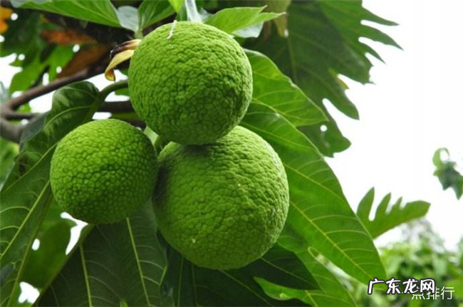 有趣的植物有哪些 世界上最有趣的植物排行榜