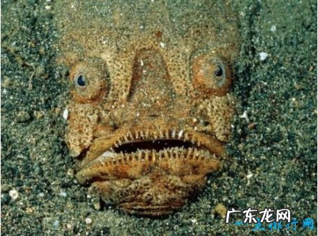 世界上最奇怪的11种鱼第一种一脸忧伤爆红网络