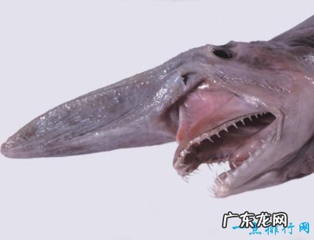 世界上最奇怪的11种鱼第一种一脸忧伤爆红网络