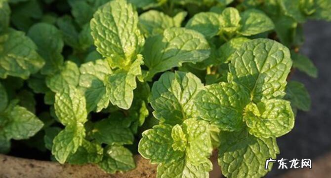 薄荷种子的养殖方法