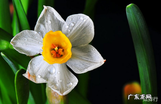 十大最耐寒的花卉 冬季最耐寒好养的花
