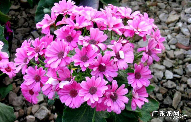 十大最耐寒的花卉 冬季最耐寒好养的花